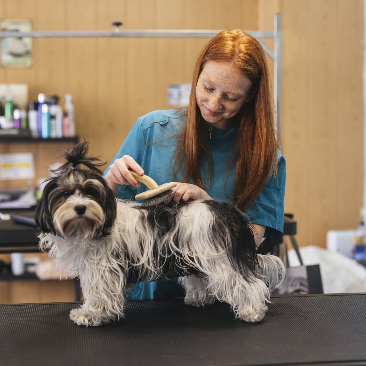 A groomer brushing a dog on the grooming table.